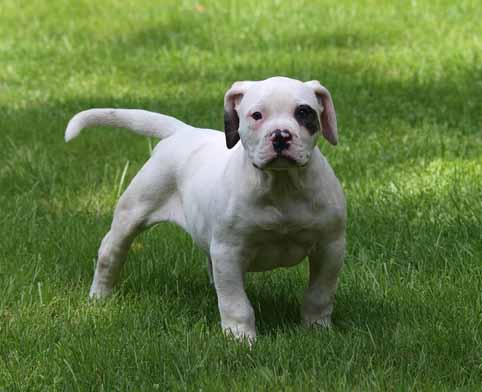 Darkenwald american bulldog pup